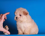 Собаки в Москве: мальтипу  щенки девочки мини Девочка, 150 000 руб. - фото 9