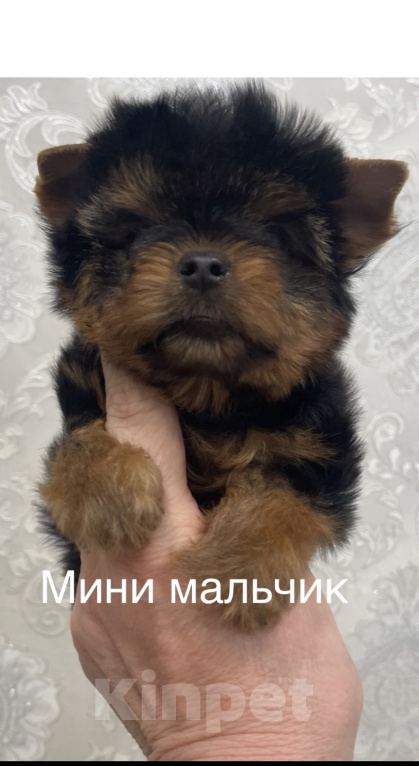 Собаки в Москве: Щенки йоркширского терьера Мальчик, 40 000 руб. - фото 2