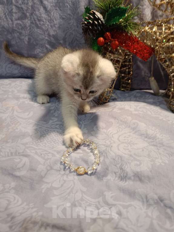 Кошки в Москве: Серая мышка Девочка, 25 000 руб. - фото 4