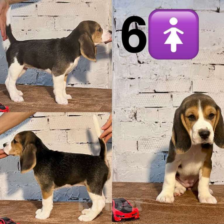 Собаки в Уфе: Валькирия Девочка, 40 000 руб. - фото 1