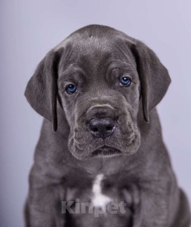 Собаки в Нижнем Новгороде: Немецкий Дог Чемпион Моего Сердца (Зелёная лента) Мальчик, 100 000 руб. - фото 9