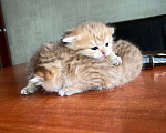 Кошки в Москве: Котята вислоухой золотистой шиншиллы  Девочка, 30 000 руб. - фото 1