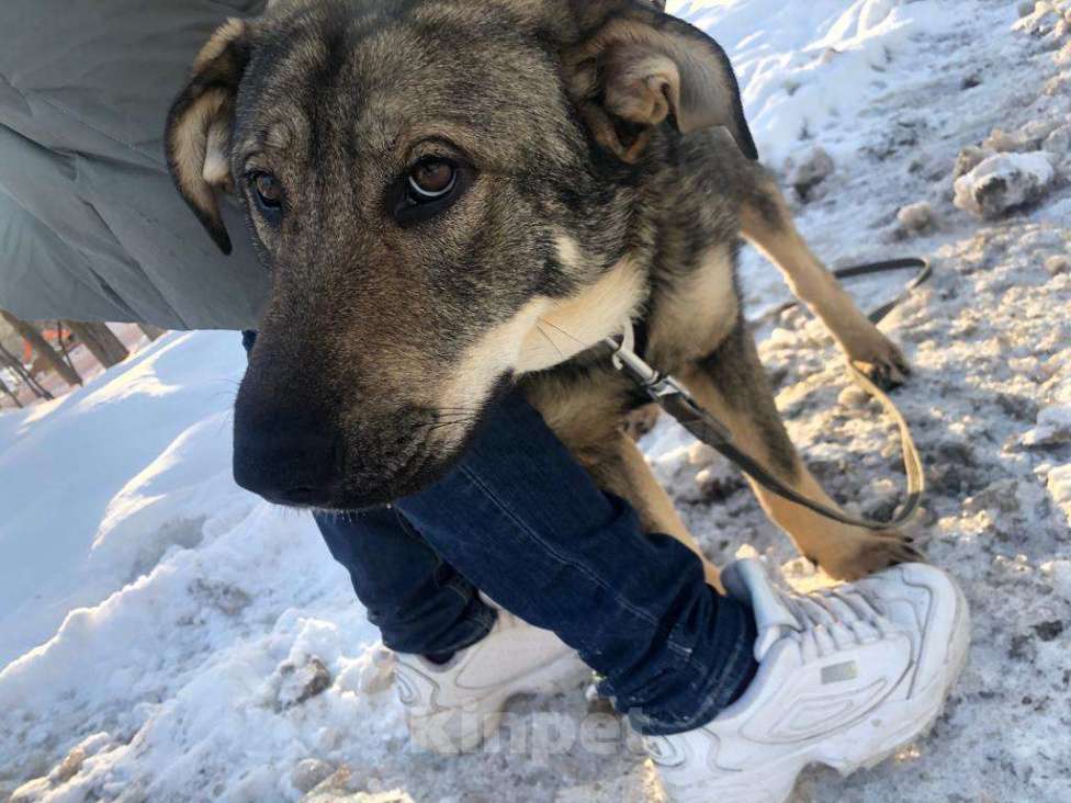 Собаки в Мытищах: Мартин ищет дом Мальчик, Бесплатно - фото 7