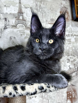 Мальчик голубой солид