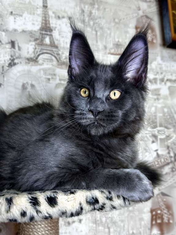 Кошки в Москве: Мальчик голубой солид Мальчик, 75 000 руб. - фото 1