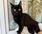 Кошки в Москве: Черный жемчуг - котенок Марсик ищет заботливых хозяев. В добрые руки Мальчик, Бесплатно - фото 7
