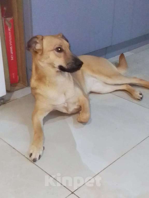 Собаки в Москве: Очень классная небольшая собачка Девочка, Бесплатно - фото 7