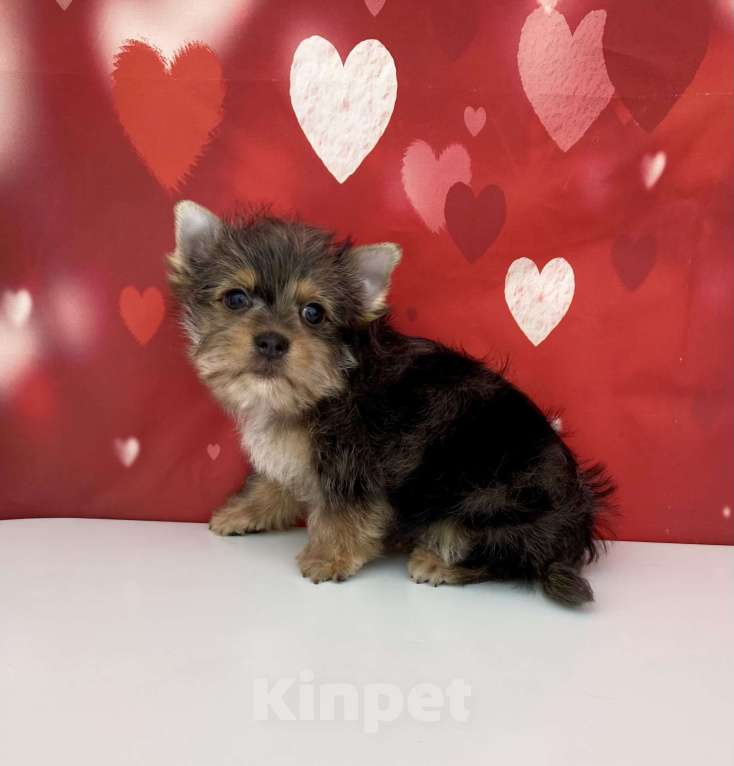 Собаки в Москве: Мраморный йорк мальчик стандарт игривый Мальчик, 50 000 руб. - фото 2