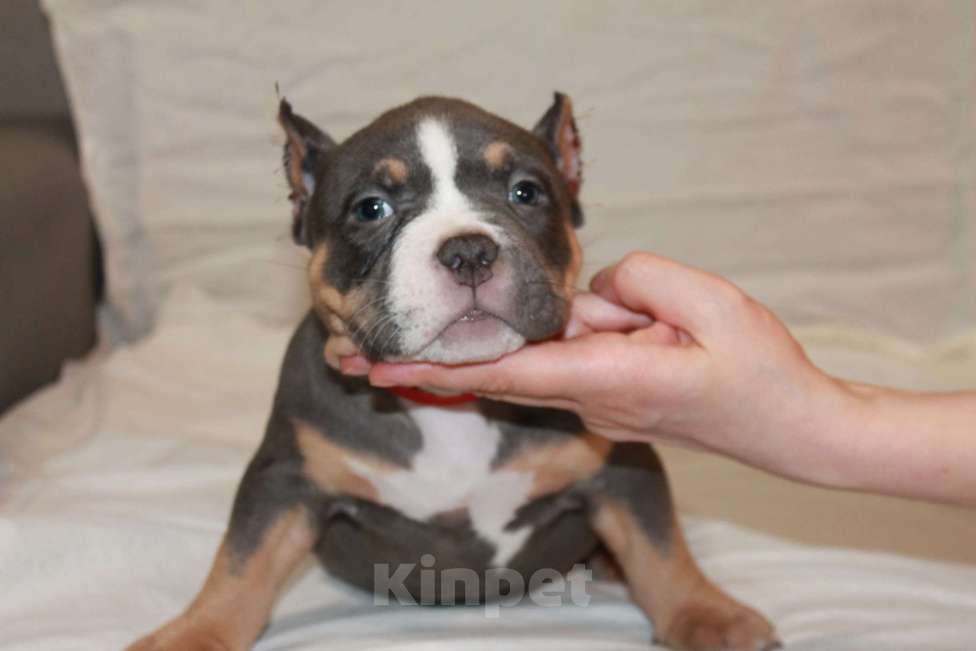 Собаки в Фрязино: Щенок Американский Булли Девочка, 100 000 руб. - фото 2