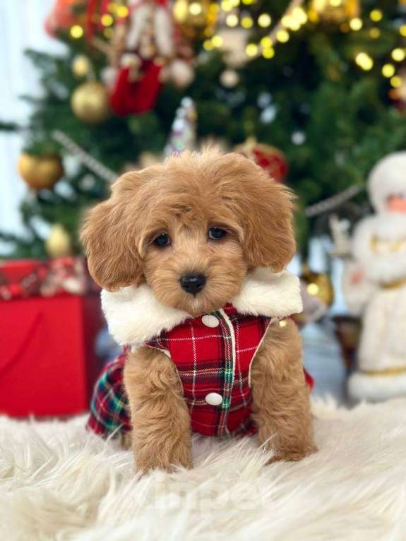 Собаки в Москве: Девочка мальтипу мини Девочка, 100 000 руб. - фото 2