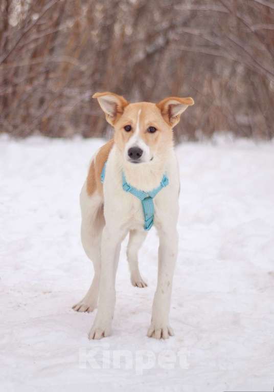 Собаки в Москве: Сама нежность Раф в поисках семьи Мальчик, Бесплатно - фото 3