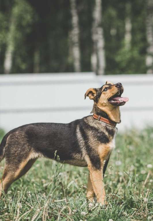 Собаки в Москве: Талли. Заводной апельсин из приюта Девочка, 1 руб. - фото 5