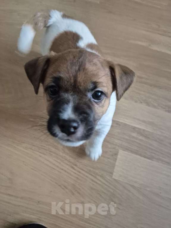 Собаки в Архангельске: Джек -Рассел -Терьер Мальчик, Бесплатно - фото 6