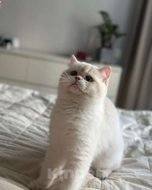 Кошки в Москве: Британская голубая шиншила ay11 Девочка, 75 000 руб. - фото 2