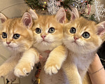 Кошки в Москве: Золотой британский котенок  Мальчик, 49 000 руб. - фото 3