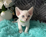 Кошки в Москве: Котенок Девон рекс мальчик с голубыми глазами Мальчик, 60 000 руб. - фото 4