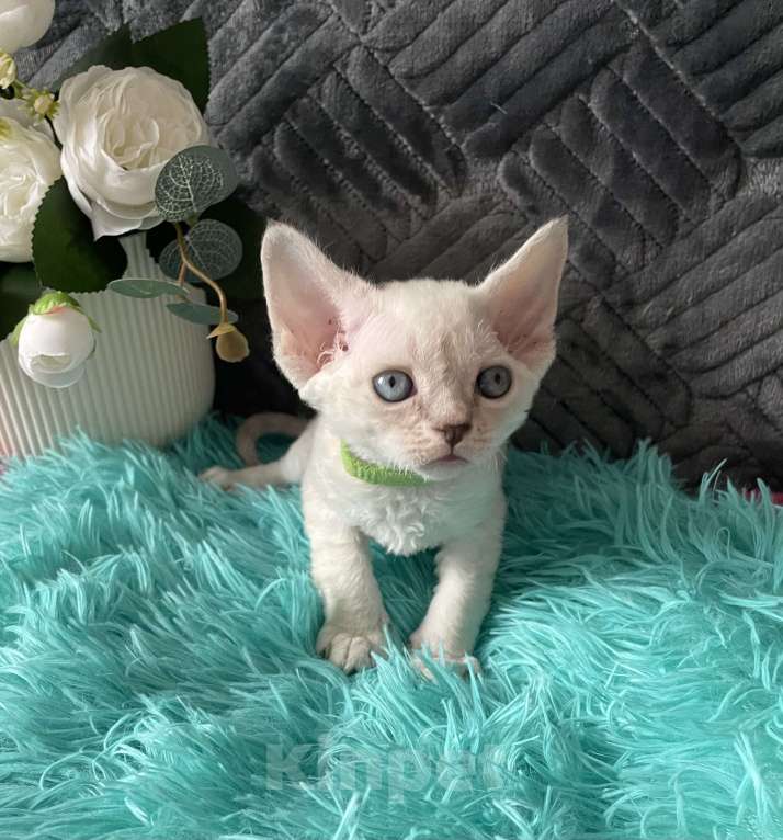 Кошки в Москве: Котенок Девон рекс мальчик с голубыми глазами Мальчик, 60 000 руб. - фото 4