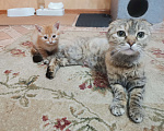Кошки в Новочеркасске: Рыжий котик  Мальчик, Бесплатно - фото 2