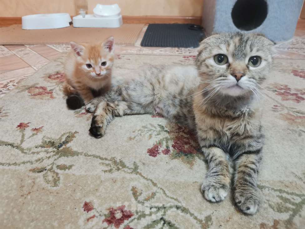 Кошки в Новочеркасске: Рыжий котик  Мальчик, Бесплатно - фото 2