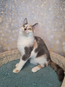 Голубо-кремовая трехцветная кошка в добрые руки