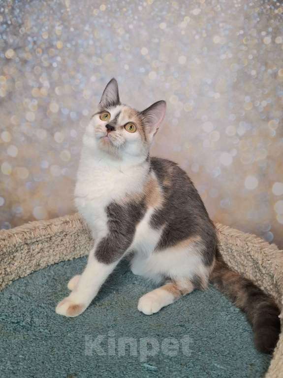 Кошки в Москве: Голубо-кремовая трехцветная кошка в добрые руки Девочка, Бесплатно - фото 1