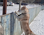 Собаки в Омске: Вязка  Мальчик, 10 000 руб. - фото 2
