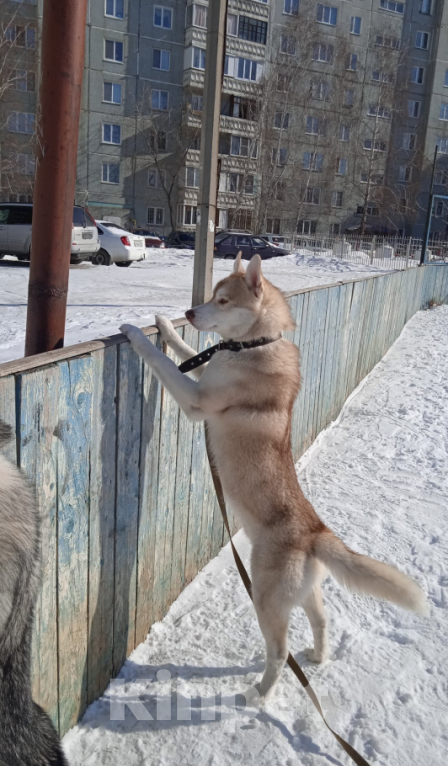 Собаки в Омске: Вязка  Мальчик, 10 000 руб. - фото 2