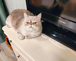 Кошки в Краснодаре: Потерялась моя кошечка, просьба отзовитесь пожалуйста, вознаграждение гарантирую  Девочка, 10 000 руб. - фото 1