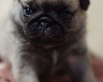 Собаки в Волгограде: Щенок мопса голубая лента Мальчик, 70 000 руб. - фото 3
