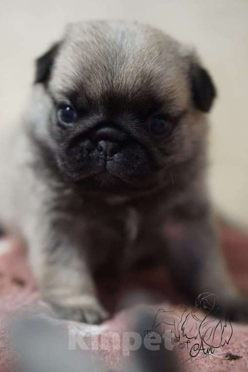 Собаки в Волгограде: Щенок мопса голубая лента Мальчик, 70 000 руб. - фото 3