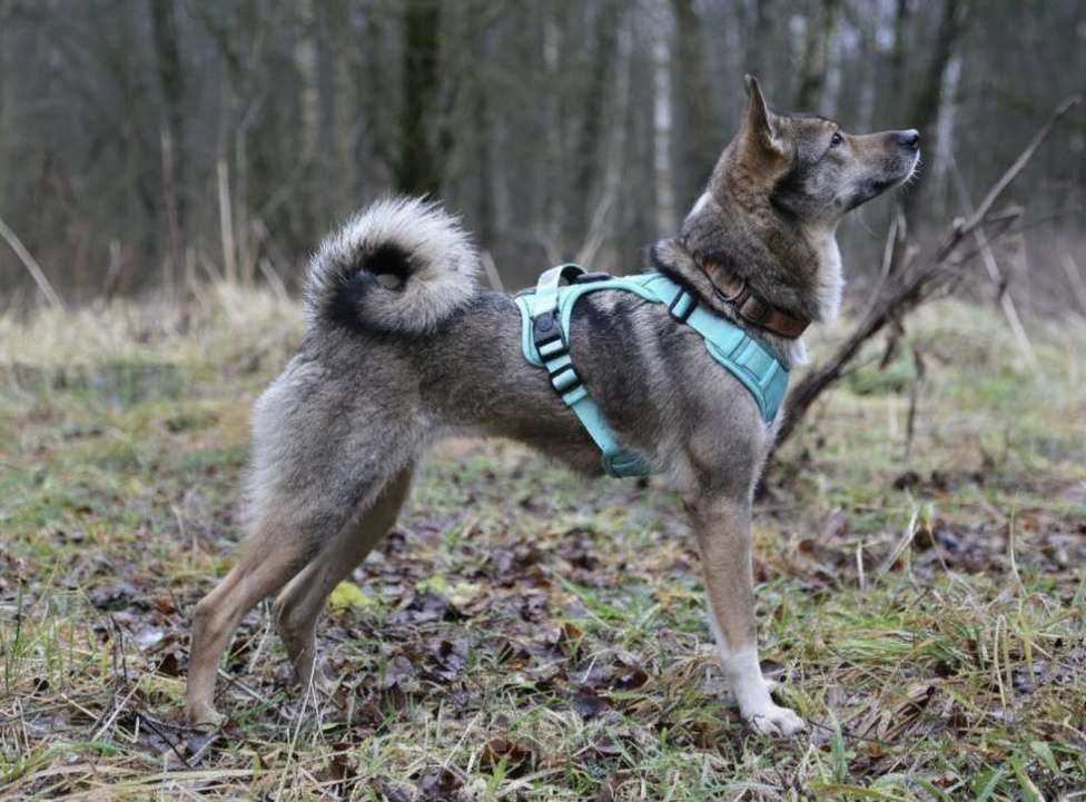 Собаки в Москве: маленькая Сушка ищет дом Девочка, Бесплатно - фото 1