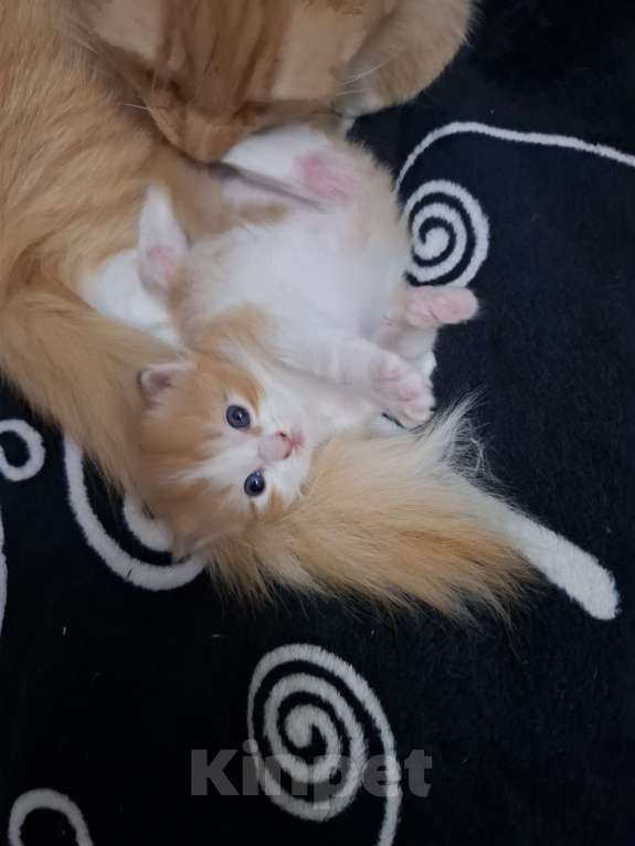 Кошки в Москве: Отдадим в добрые руки рыженькую девочку Девочка, Бесплатно - фото 2