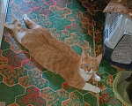 Кошки в Москве: Рыжий кот Яша в добрые руки Мальчик, Бесплатно - фото 1