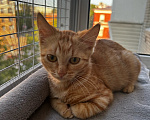 Кошки в Люберцах: Котенок Рыся девочка ищет дом Девочка, Бесплатно - фото 2