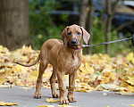 Собаки в Москве: Щенок родезийского риджбека Девочка, 120 000 руб. - фото 6