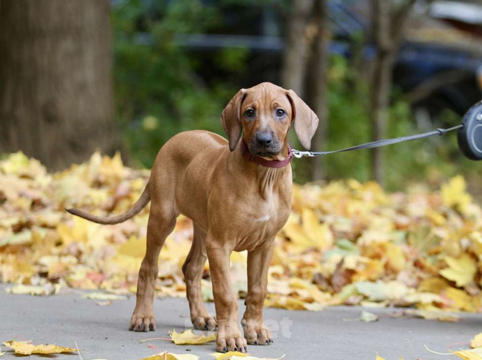 Собаки в Москве: Щенок родезийского риджбека Девочка, 120 000 руб. - фото 6