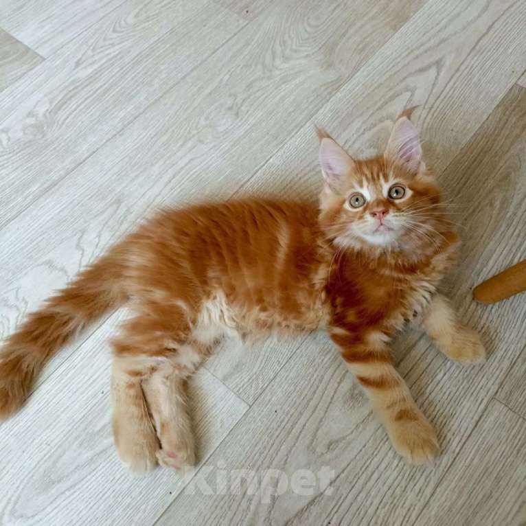 Кошки в Энгельс: Продам котят Мейн Кун Мальчик, 30 000 руб. - фото 1