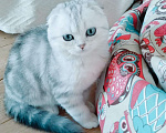 Кошки в Москве: Котята Шотландской вислоухой Мальчик, 45 000 руб. - фото 7