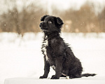 Собаки в других городах Московской области: Щенок в добрые руки Девочка, Бесплатно - фото 9