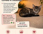 Кошки в Москве: Котенок Мия ищет дом Девочка, Бесплатно - фото 2