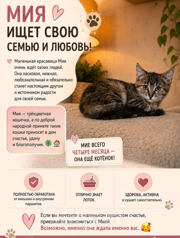 Кошки в Москве: Котенок Мия ищет дом Девочка, Бесплатно - фото 2