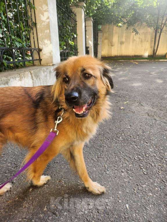 Собаки в Москве: Пушистый рыжий пёс Миша в добрые руки Мальчик, 1 руб. - фото 10