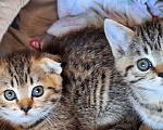 Кошки в Воронеже: Котята шотладской породы окрас золотая шиншилла Разнополые, 6 500 руб. - фото 2