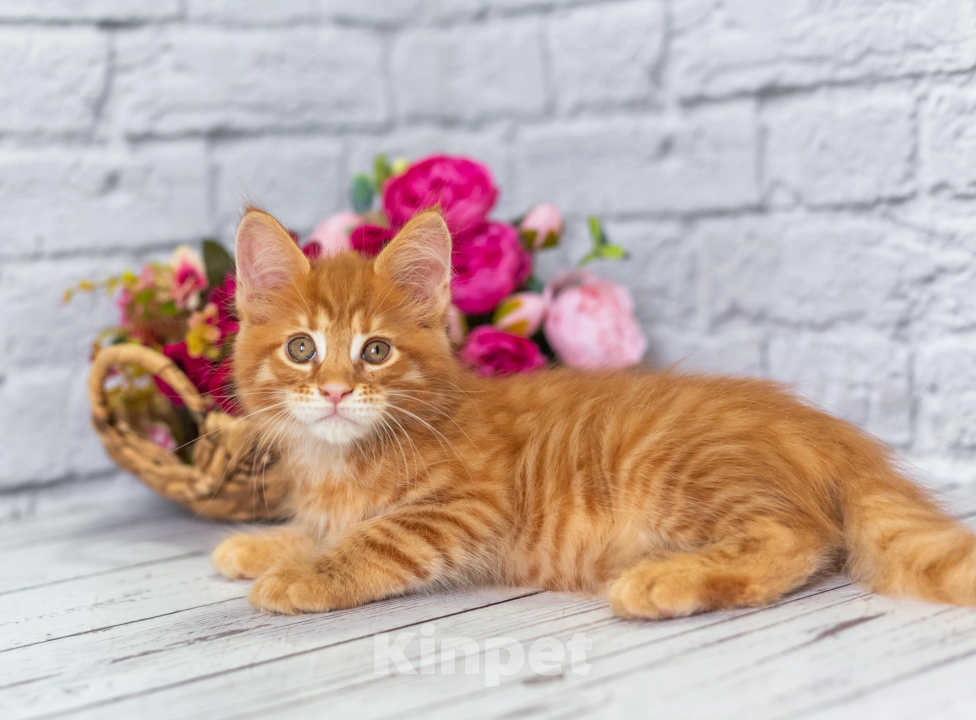 Кошки в Раменском: Муйн кун котятки Мальчик, 50 000 руб. - фото 6