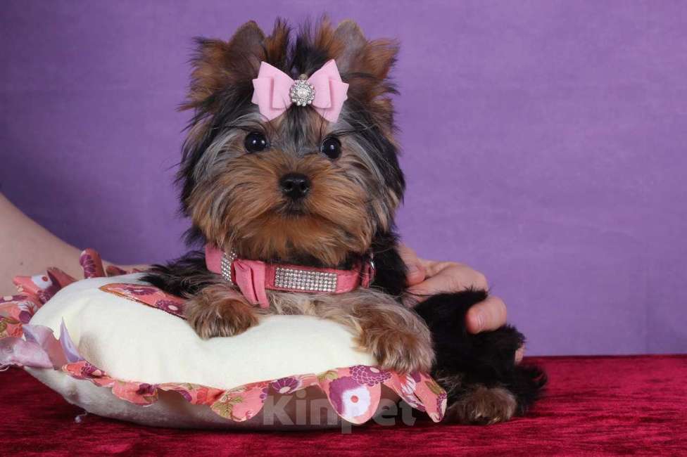 Собаки в Москве: Йоркширский терьер мини девочка Любава РКФ. Девочка, 65 000 руб. - фото 8