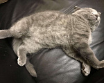 Кошки в Видном: Вязка шотландский вислоухий кот, 2 000 руб. - фото 4
