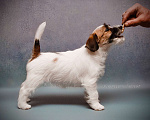 Собаки в Одинцово: Джек рассел терьера щенок Девочка, 40 000 руб. - фото 2
