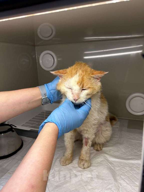 Кошки в Москве: Отдам кота в добрые руки бесплатно Мальчик, Бесплатно - фото 2