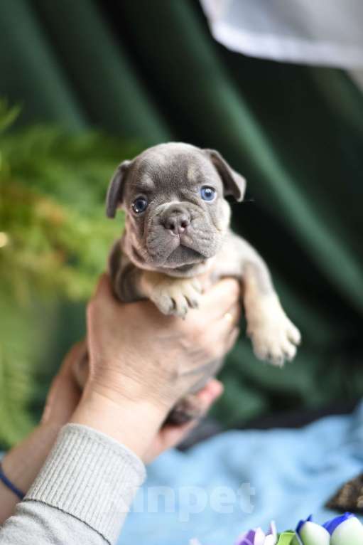 Собаки в Москве: щенки французского бульдога Девочка, 80 000 руб. - фото 1
