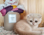 Кошки в Москве: Лиловая золотая девочка Девочка, Бесплатно - фото 2
